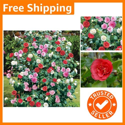 Beautiful tricolour camellia - beautiful,