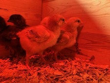 6x Mixed Chicken Eggs ?? *no live animals* 