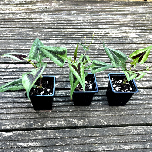 Persicaria runcinata purple - 3x,