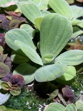 Healthy water lettuce - water,