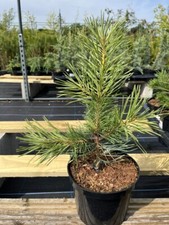 Scots pine 'Gold Coin' Tree | Pinus sylvestris ?? UK Grown 20/40cm