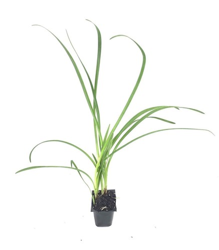 Society garlic inch - society, |