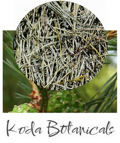 Pine needles herbal - pine,