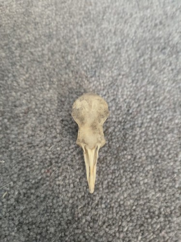 Pigeon bird skull natural - bird,