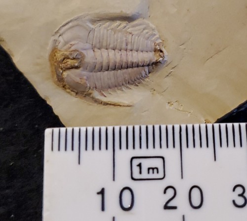 Nice redlichia mansuyi - a,