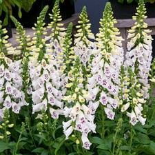 Digitalis Dalmatian White - Cottage Garden Foxglove - Outdoor Plant in Pot
