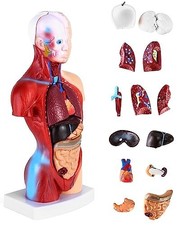 Human Body Model Human Torso