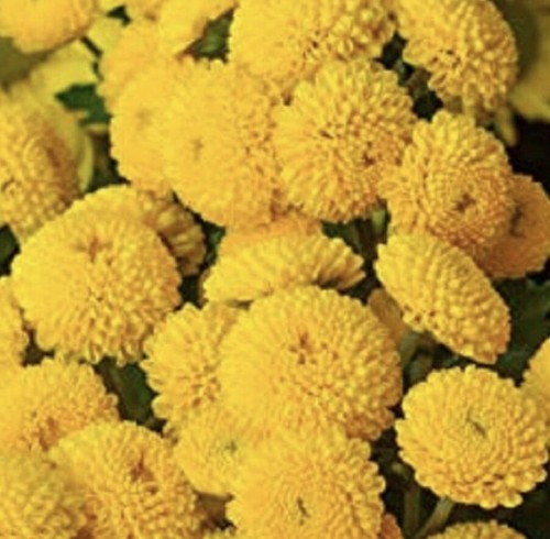 Chrysanthemum golden ball - chrysanthemum,