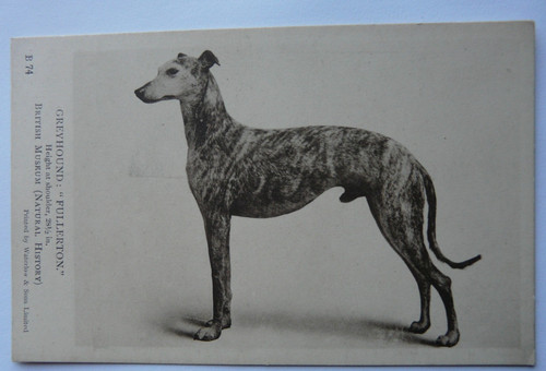 Greyhound fullerton british - fullerton.,