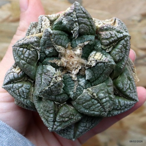 K091 ariocarpus special price - ariocarpus,