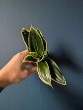 Sansevieria Jade Marginated