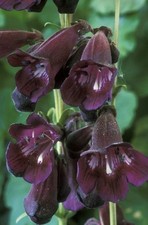 Perennial penstemon raven - 3x,