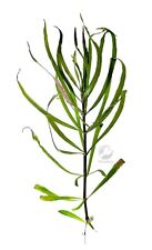 Floratica ¦ Pogostemon Q. 'Octopus' (5x) Live Aquarium Plants Tropical Fish Tank