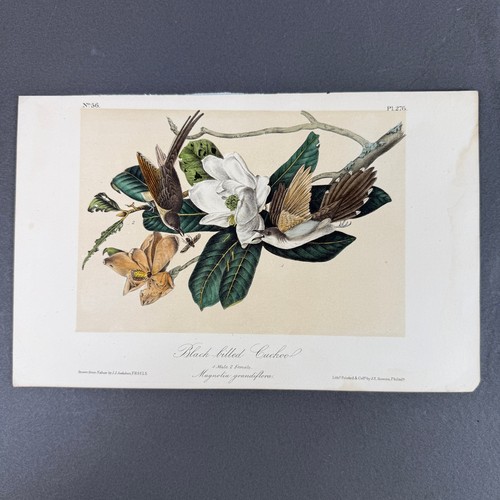 Audubon black billed cuckoo - jj,
