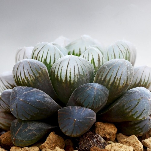 Haworthia cooperi 5cm potted - haworthia, 5.5cm