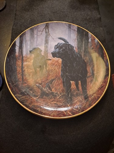 Labrador dogs plate hot on - dogs,