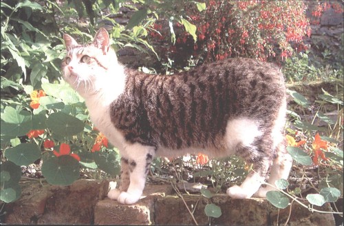 Manx cat postcard - postcard,