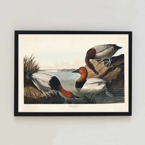 1835 vintage bird illustration - bird,
