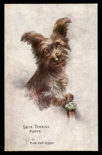 Skye terrier puppy dog art - terrier,