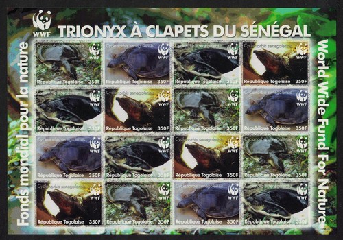 Senegal flapshell turtle - flapshell,