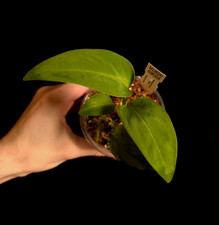 Monstera sp. Green Velvet -