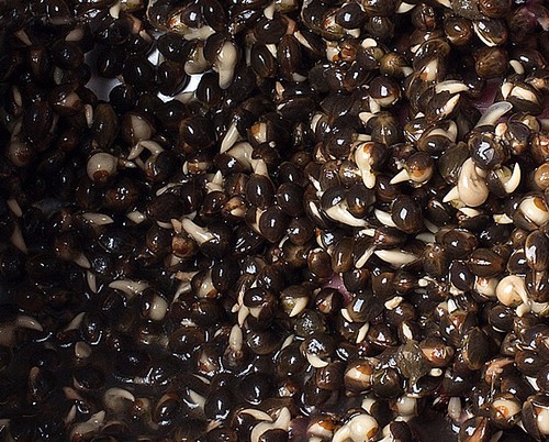 Prepared hempseed 5kg - prepared,