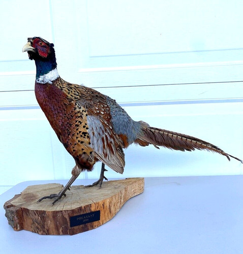 Vintage taxidermy stuffed - vintage,