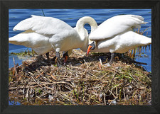 Nesting Swans Framed Wall Art