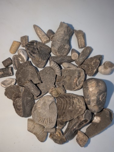 Jurassic fossil job - jurassic,