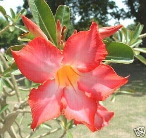 Seeds adenium obesum - 10,