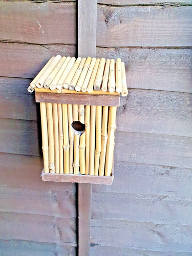 Blue tit nesting - nesting, garden