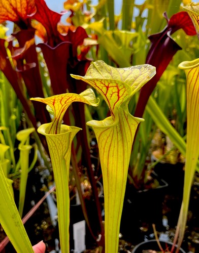 Sarracenia flava var - flava,