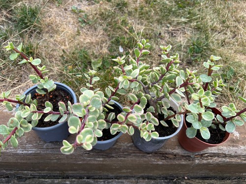 Portulacaria afra variegata - portulacaria,