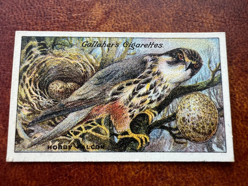 Gallaher birds nests eggs - gallaher,
