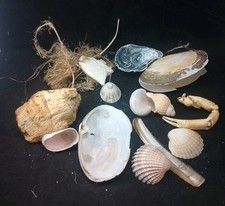 200gm UK Sea Shore Mix Shell, Wood, Crab Legs. Random Mix. Free UK Postage 