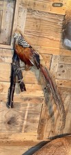 Golden pheasant taxidermy wall - pheasant,