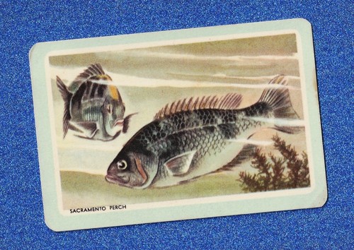 Vintage woolworths fish swap - fish,