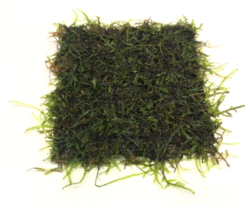 Java moss pad live aquarium - java,