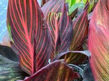 Canna Tropicana Lily Perennial
