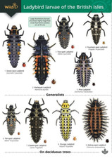 Ladybird Larvae of the British
