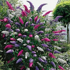 Buddleia davidii Tricolour - Pink, White & Purple Butterfly Bush in 2 Litre Pot