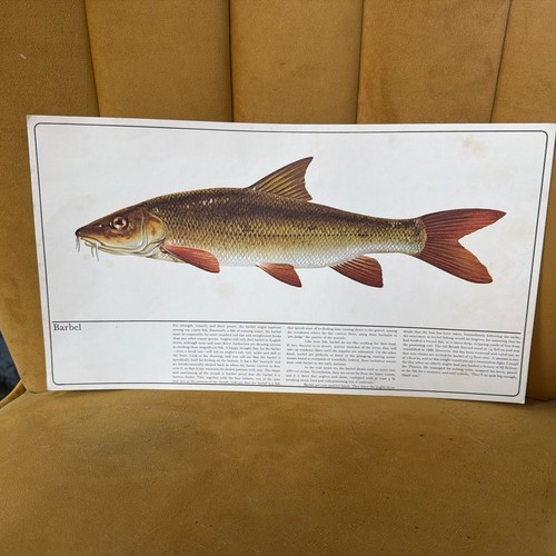 Barbel print norman weaver - norman,