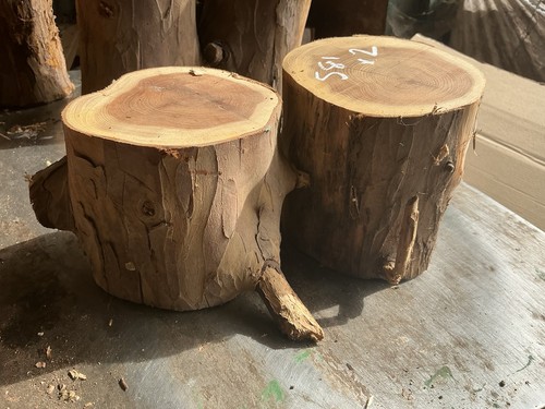 Yew rounds - yew,yew, rounds,round