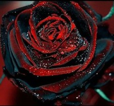 10 pcs True Blood Black & Red