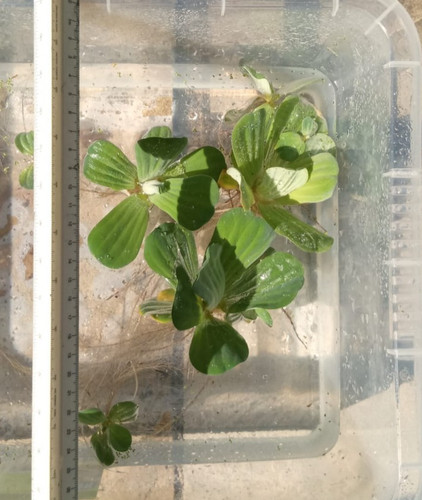 Large water lettuce pistia - *,