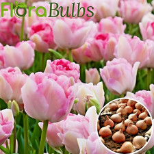 Tulip Bulbs, 20 ANGELIQUE' |