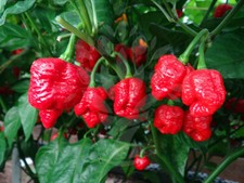 2x Chili Pepper Trinidad Moruga Scorpion Plug Plants - End of April'25