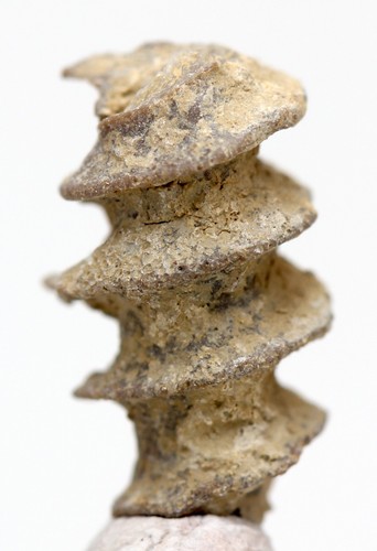 Archimedes screw bryozoa - screw,
