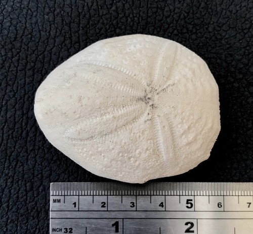 Fossil sea urchin eupatagus - fossil,