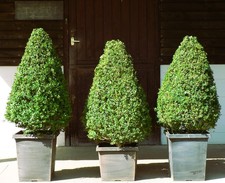  Real XL Box (buxus sempervirens) Cone Shaped Topiary, UK Grown